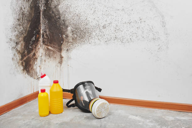 Best Residential Mold Remediation in Pittsfield, MA