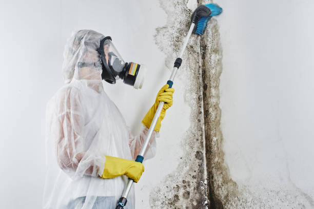 Best White Mold Remediation in Pittsfield, MA