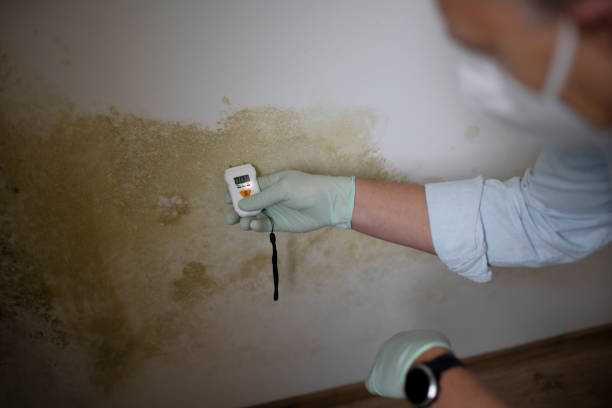Reliable Pittsfield, MA Mold Remediation Solutions