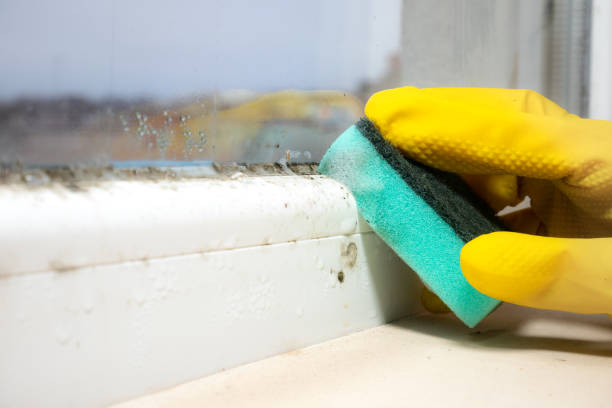 Best DIY Mold Remediation Support Services in Pittsfield, MA