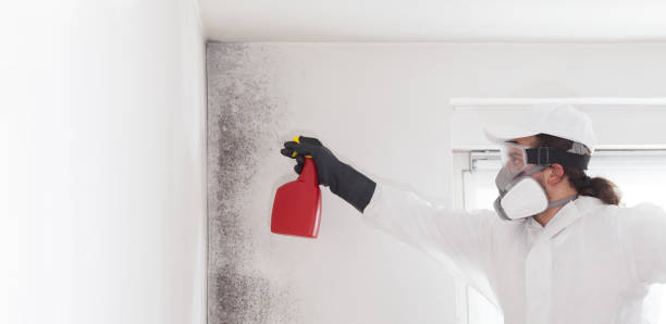 Best Health and Safety Mold Remediation in Pittsfield, MA