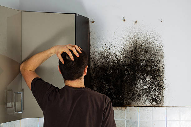 Best Insurance-Related Mold Remediation in Pittsfield, MA