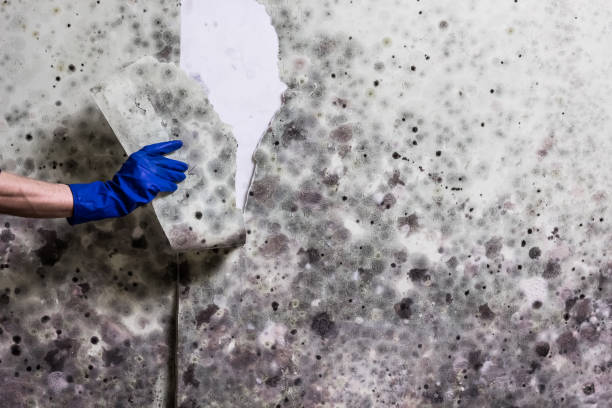 Best Attic Mold Remediation in Pittsfield, MA