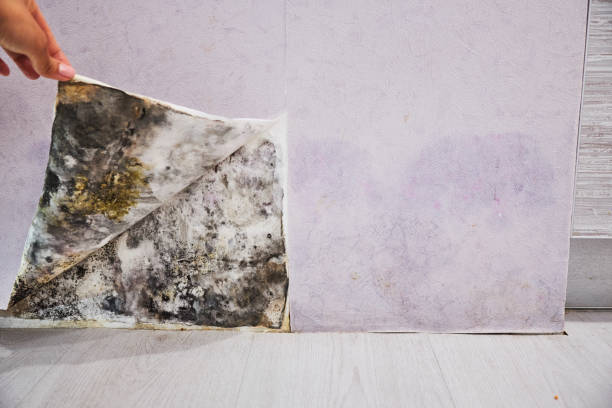 Best Kitchen Mold Remediation in Pittsfield, MA
